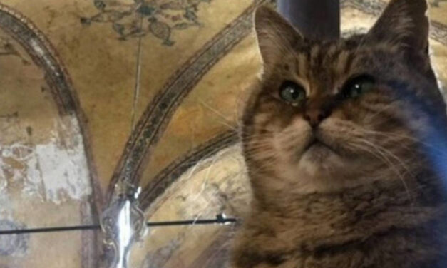 Τουρκία: Πέθανε η Γκλί, η διάσημη γάτα της Αγίας Σοφίας