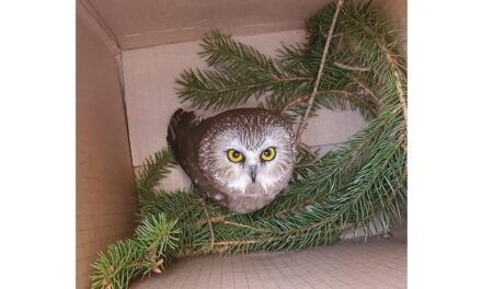 Νέα Υόρκη: Μικροσκοπική κουκουβάγια ταξίδεψε με το φορτηγό που μετέφερε το χριστουγεννιάτικο δέντρο στο Rockefeller Center