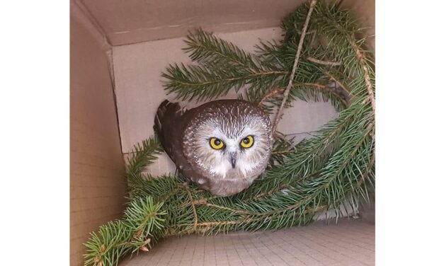 Νέα Υόρκη: Μικροσκοπική κουκουβάγια ταξίδεψε με το φορτηγό που μετέφερε το χριστουγεννιάτικο δέντρο στο Rockefeller Center
