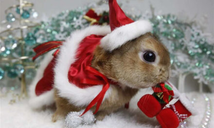 Τα Χριστούγεννα της μικρής Ελένης φέτος θα είναι διαφορετικά