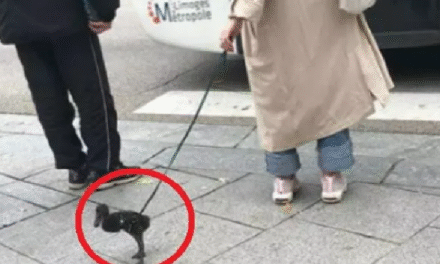 Γαλλία: Έβγαλε βόλτα την πάπια με λουρί – Το video που έγινε viral