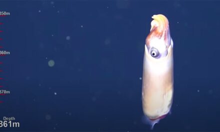 Εντυπωσιακό: Επιστήμονες κατέγραψαν για πρώτη φορά σπάνιο καλαμάρι 7 εκ. στην άβυσσο (video)