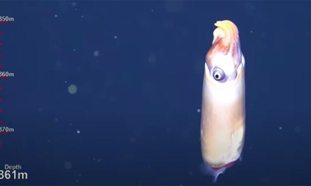 Εντυπωσιακό: Επιστήμονες κατέγραψαν για πρώτη φορά σπάνιο καλαμάρι 7 εκ. στην άβυσσο (video)