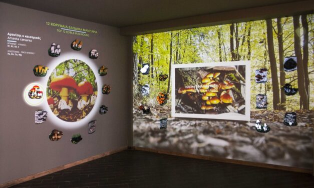 Ακόμα ένα βραβείο στο Μουσείο Μανιταριών στα Μετέωρα – Ξενάγηση μέσω ενός πρωτοποριακού συστήματος