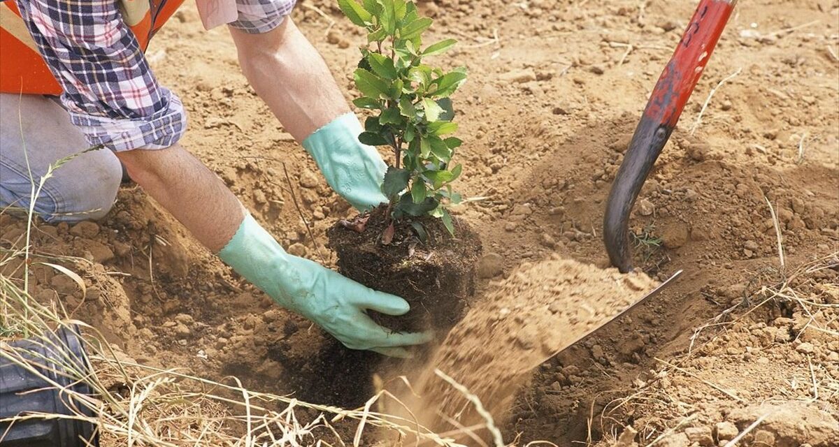 Ξεκινά το μεγαλύτερο πρόγραμμα αναδασώσεων στην Ελλάδα