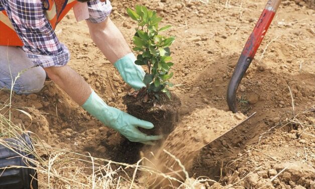 Ξεκινά το μεγαλύτερο πρόγραμμα αναδασώσεων στην Ελλάδα