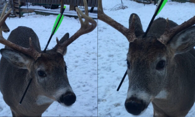 Καναδάς: Ελάφι τραυματίστηκε με βέλος στο κεφάλι – Κύμα συμπαράστασης από όλο τον κόσμο