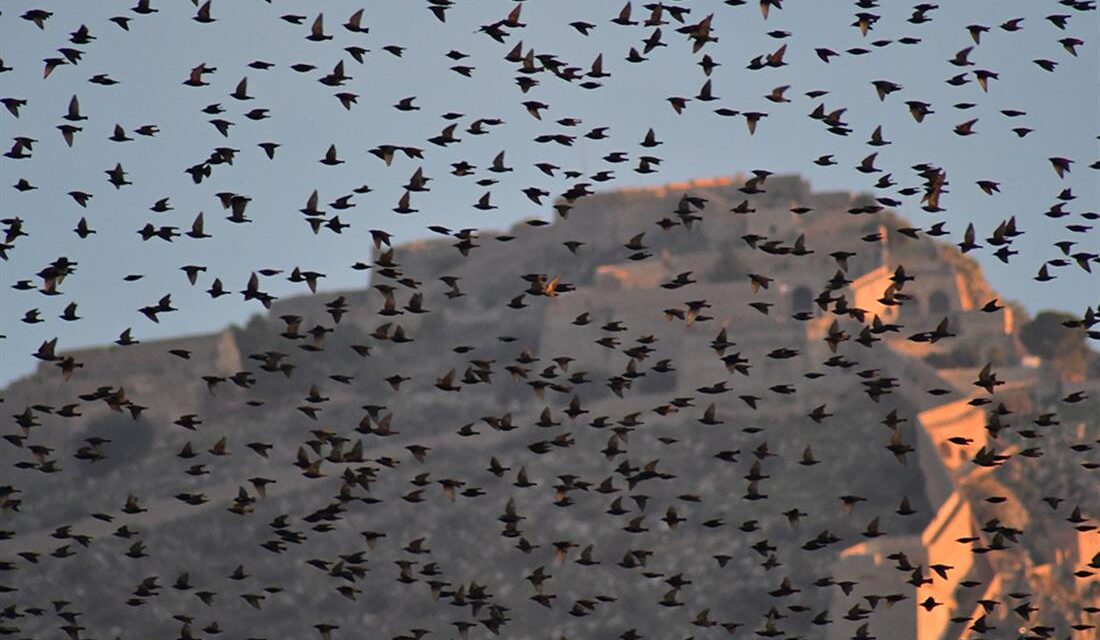 Μία εικόνα που σε ταξιδεύει: Αμέτρητα ψαρόνια ”συνωστίστηκαν” στον ουρανό του Ναυπλίου (βίντεο)