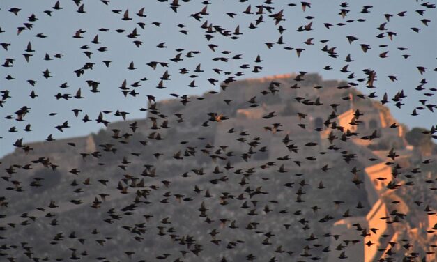 Μία εικόνα που σε ταξιδεύει: Αμέτρητα ψαρόνια ”συνωστίστηκαν” στον ουρανό του Ναυπλίου (βίντεο)