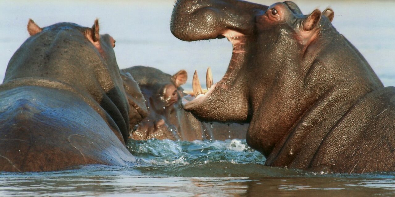 Οι ιπποπόταμοι του Έσκομπαρ απειλούν την Κολομβία – Κινδυνεύουν να θανατωθούν