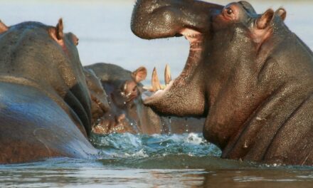 Οι ιπποπόταμοι του Έσκομπαρ απειλούν την Κολομβία – Κινδυνεύουν να θανατωθούν