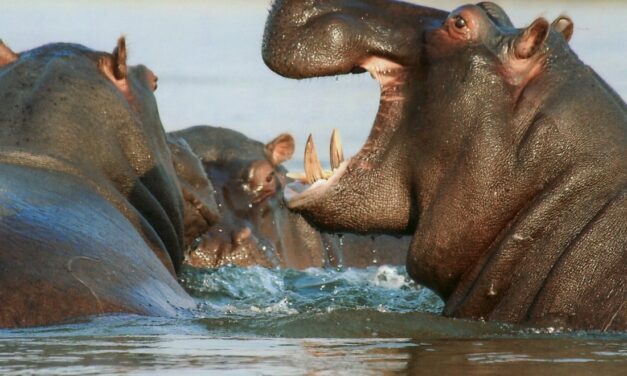 Οι ιπποπόταμοι του Έσκομπαρ απειλούν την Κολομβία – Κινδυνεύουν να θανατωθούν