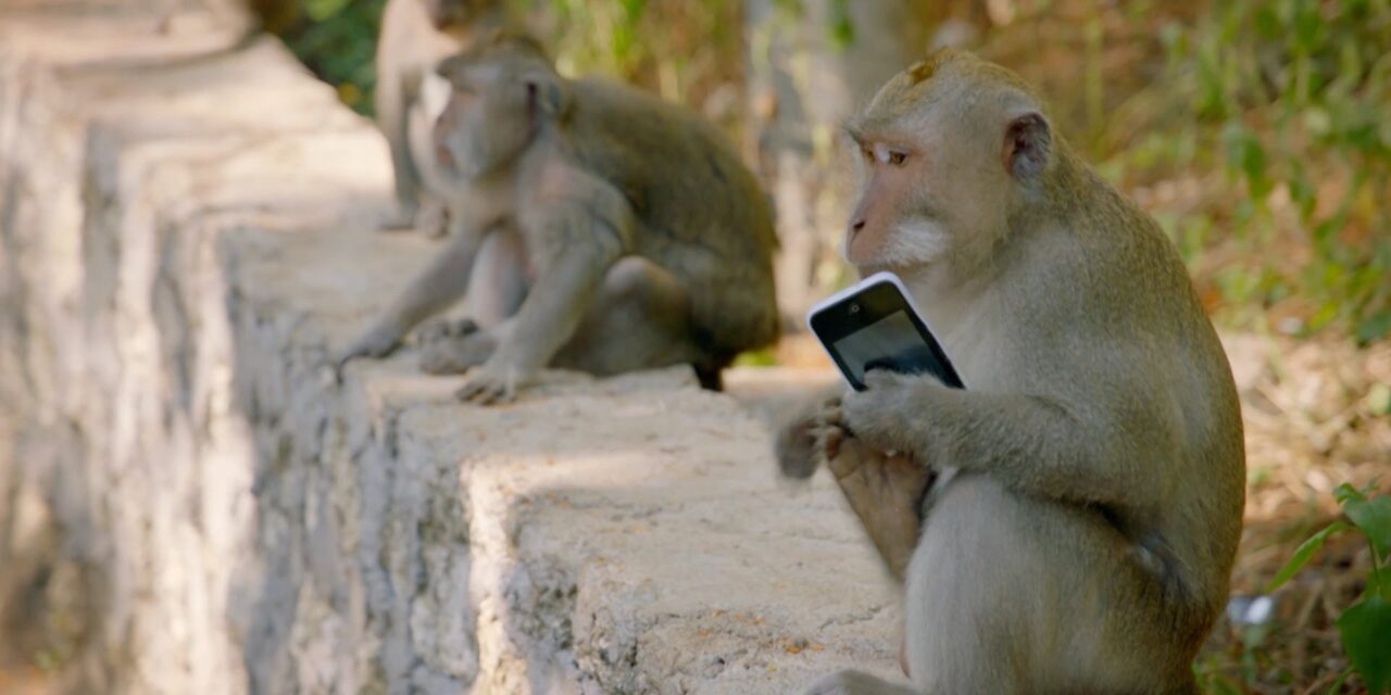 Μπαλί: Μακάκοι-λήστες vs τουρίστες – Πως τα χαριτωμένα μαϊμουδάκια διαπραγματεύονται τα κλοπιμαία