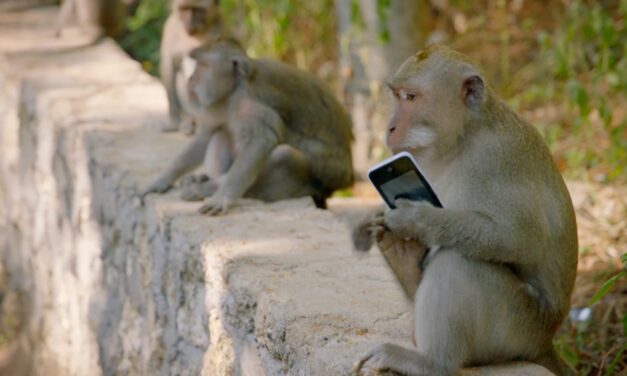 Μπαλί: Μακάκοι-λήστες vs τουρίστες – Πως τα χαριτωμένα μαϊμουδάκια διαπραγματεύονται τα κλοπιμαία