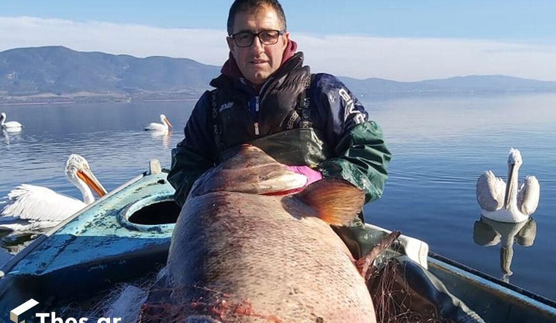 Λίμνη Βόλβη: Ψαράδες έπιασαν ψάρι-γίγας 85 κιλών!