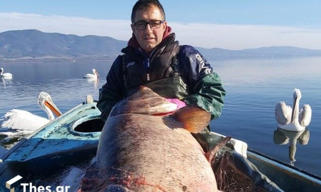 Λίμνη Βόλβη: Ψαράδες έπιασαν ψάρι-γίγας 85 κιλών!