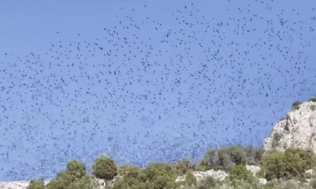 Μαγικό θέαμα: Σμήνος πουλιών «σκέπασε» τον Κορινθιακό (video)