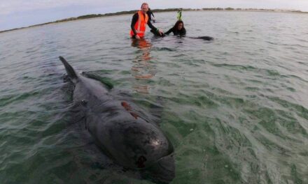 Νέα Ζηλανδία: Εθελοντές διέσωσαν δεκάδες φάλαινες