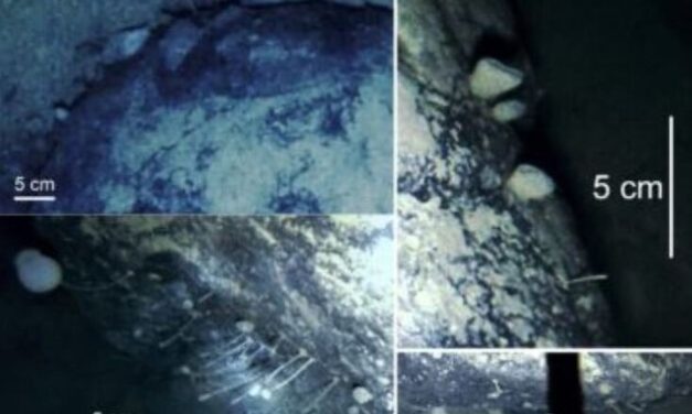 Αλλόκοτα πλάσματα ανακαλύφθηκαν τυχαία κάτω από τους θαλάσσιους πάγους της Ανταρκτικής