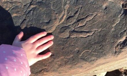 Ουαλία: 4χρονη ανακάλυψε αποτύπωμα δεινοσαύρου εκατομμυρίων ετών