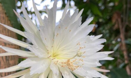 Σπάνιο «λουλούδι της Σελήνης» άνθισε για πρώτη φορά στη Βρετανία – Μένει ανοιχτό μόνο για 12 ώρες(video)