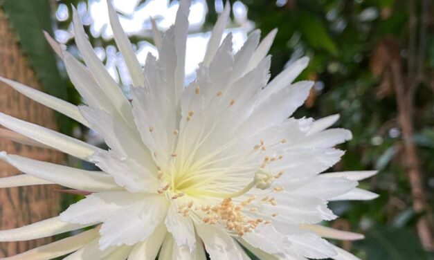 Σπάνιο «λουλούδι της Σελήνης» άνθισε για πρώτη φορά στη Βρετανία – Μένει ανοιχτό μόνο για 12 ώρες(video)
