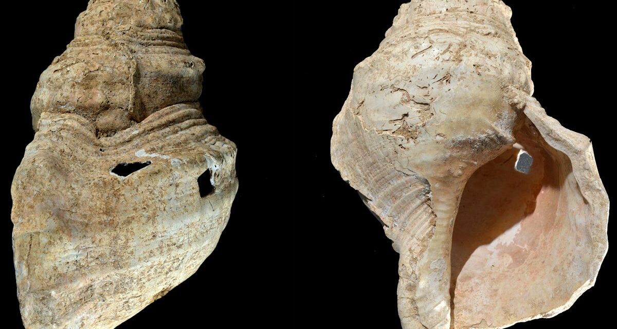 Μουσικό κοχύλι έβγαλε για πρώτη φορά ήχους μετά από 17.000 χρόνια – Ακούστε τον ήχο