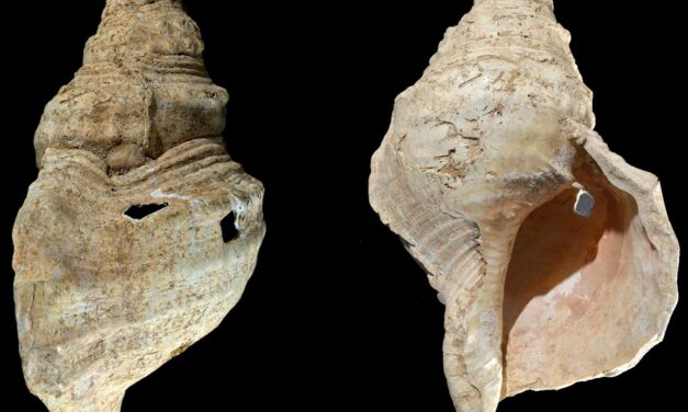 Μουσικό κοχύλι έβγαλε για πρώτη φορά ήχους μετά από 17.000 χρόνια – Ακούστε τον ήχο