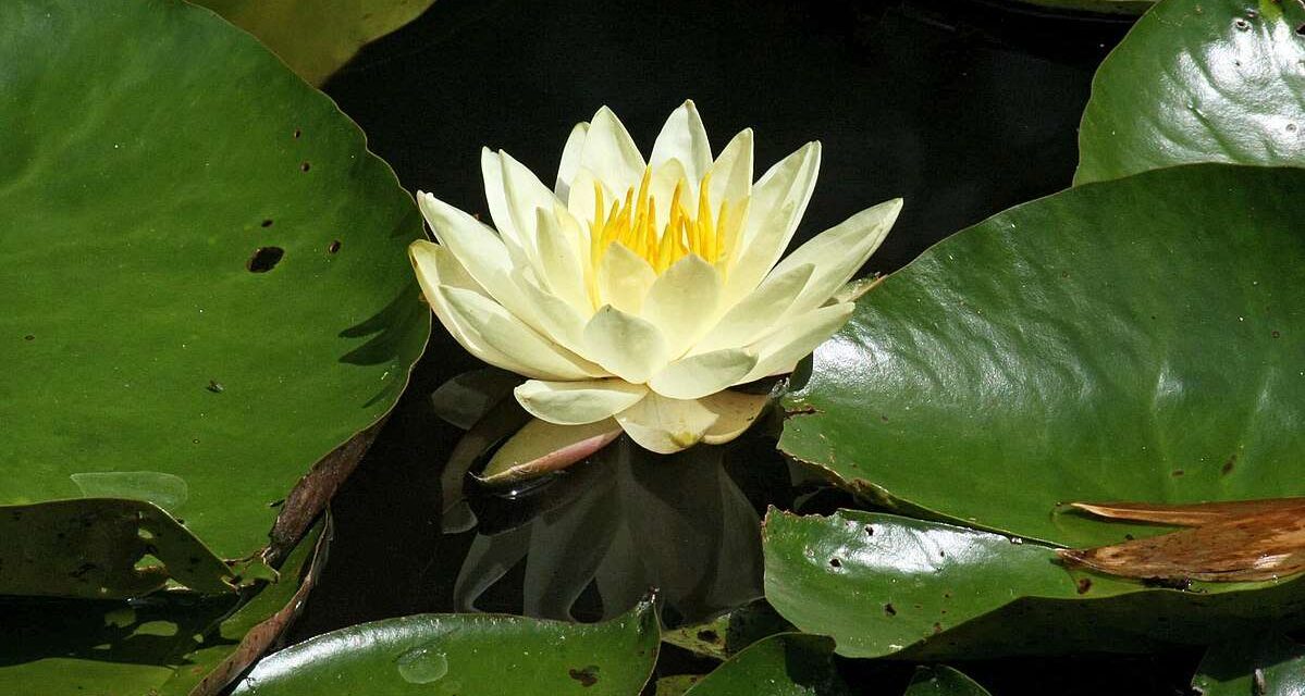 Εσείς γνωρίζετε το πανέμορφο δάσος με τα νούφαρα που βρίσκεται μια ανάσα από την Αττική;