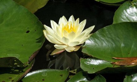 Εσείς γνωρίζετε το πανέμορφο δάσος με τα νούφαρα που βρίσκεται μια ανάσα από την Αττική;