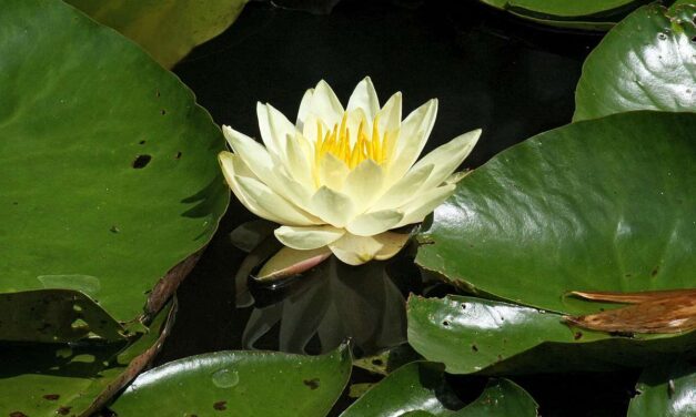 Εσείς γνωρίζετε το πανέμορφο δάσος με τα νούφαρα που βρίσκεται μια ανάσα από την Αττική;