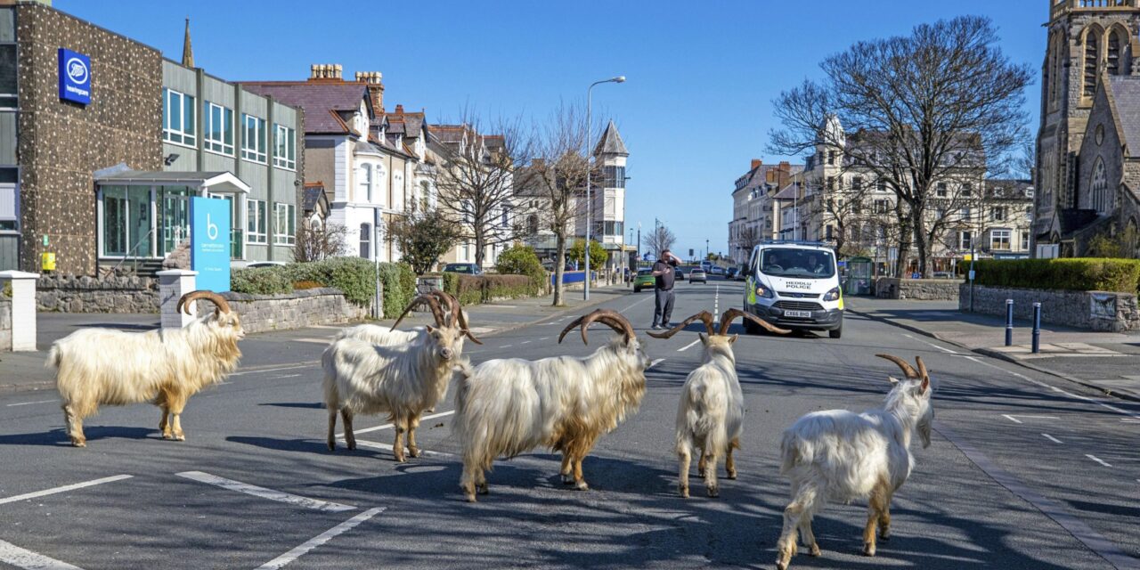 Ουαλία: Η πόλη Λαντούντνο πλημμύρισε από κατσίκες – Δείτε τον λόγο