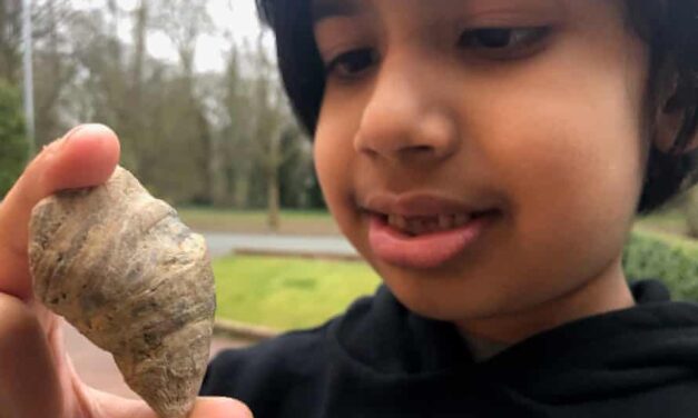 Αγγλία: Ένα μικρό αγόρι βρήκε απολίθωμα εκατομμυρίων ετών στον κήπο του