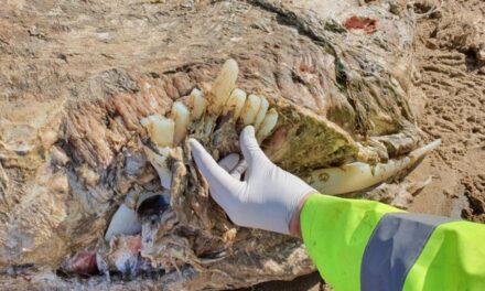 Ουαλία: Εντοπίστηκε μυστηριώδες θαλάσσιο θηρίο τεσσάρων τόνων!