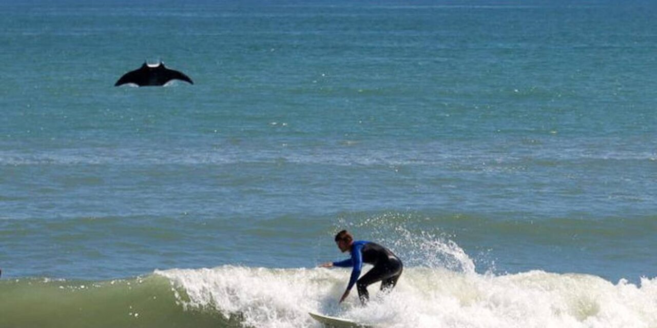 Φλώριντα: Σπάνιο θαλάσσιο σαλάχι εμφανίστηκε σε παραλία (video)