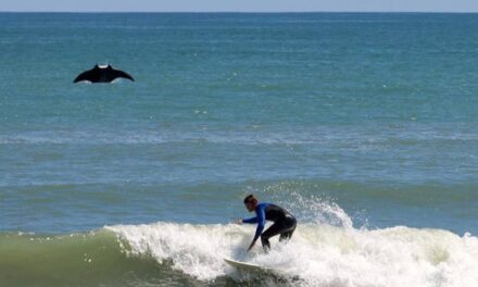 Φλώριντα: Σπάνιο θαλάσσιο σαλάχι εμφανίστηκε σε παραλία (video)