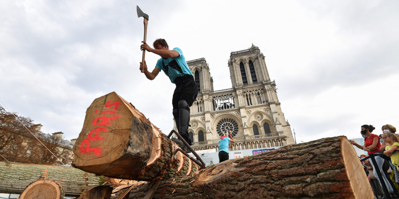 Παναγία των Παρισίων: Οι βελανιδιές από το δάσος των βασιλιάδων θα ”αναγεννήσουν” τον εμβληματικό ναό