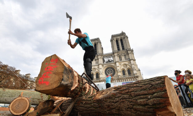 Παναγία των Παρισίων: Οι βελανιδιές από το δάσος των βασιλιάδων θα ”αναγεννήσουν” τον εμβληματικό ναό