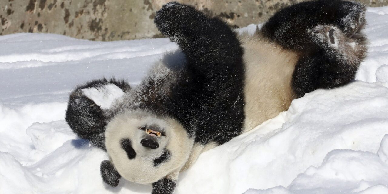 Εντυπωσιακό: Πάντα κυλιούνται στο χιόνι και το διασκεδάζουν (video)