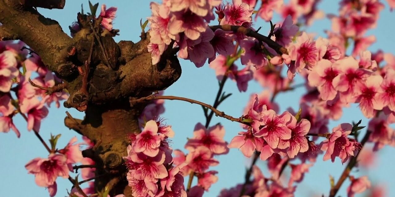 Η άνοιξη βάφτηκε ροζ στην Ισπανία – Δείτε το εντυπωσιακό θέαμα