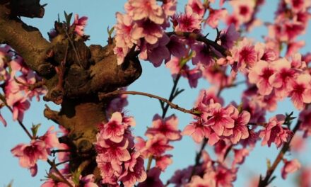 Η άνοιξη βάφτηκε ροζ στην Ισπανία – Δείτε το εντυπωσιακό θέαμα