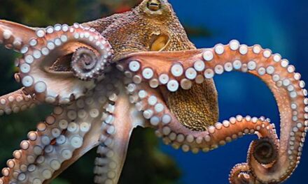 Φωτογράφος απαθανάτισε το ζευγάρωμα δύο χταποδιών στον  βυθό (video)