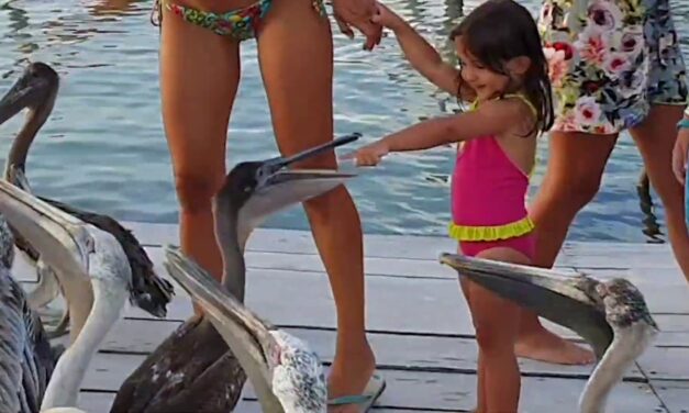 Η ιστορία μιας ελληνικής οικογένειας που ταξιδεύει σε όλο τον κόσμο