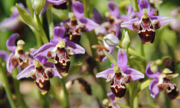 Λέσβος: Σπάνιες και εντυπωσιακές ορχιδέες άνθισαν στο Απολιθωμένο Δάσος