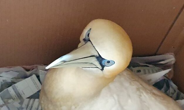 Το μεγαλύτερο θαλασσοπούλι της Ευρώπης βρέθηκε τραυματισμένο στην Ελλάδα