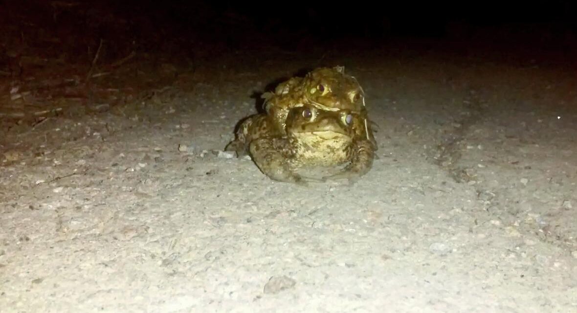 Εσθονία: Έκλεισαν κεντρικό δρόμο για να μπορούν να αναπαράγονται οι βάτραχοι