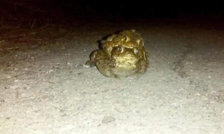 Εσθονία: Έκλεισαν κεντρικό δρόμο για να μπορούν να αναπαράγονται οι βάτραχοι