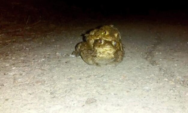 Εσθονία: Έκλεισαν κεντρικό δρόμο για να μπορούν να αναπαράγονται οι βάτραχοι