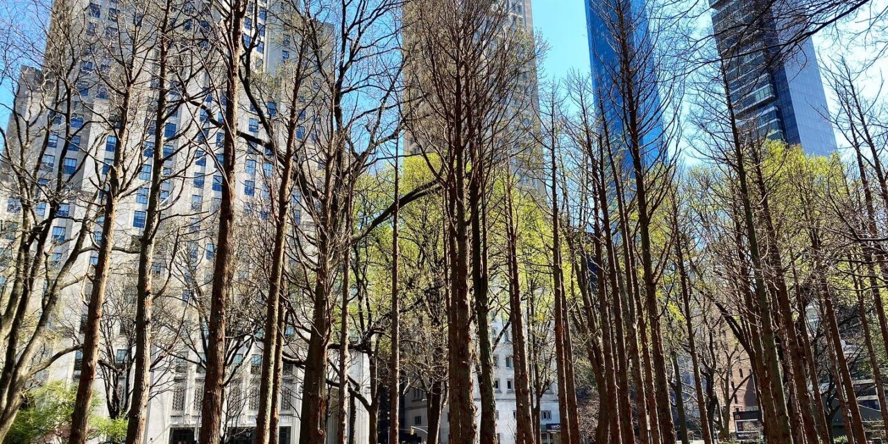 Μανχάταν: Δάσος “φάντασμα” αφήνει άναυδους τους περαστικούς – Δείτε γιατί