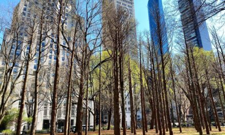 Μανχάταν: Δάσος “φάντασμα” αφήνει άναυδους τους περαστικούς – Δείτε γιατί